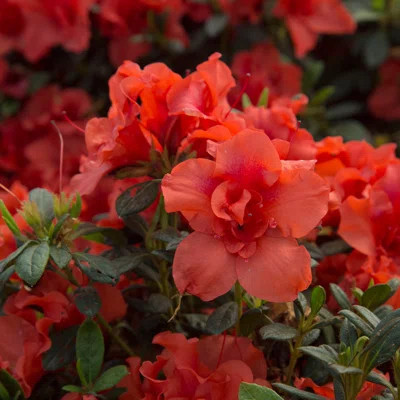 1 Gallon Autumn Embers Encore Azalea Live Low Maintenance Plant | Wayfair Professional