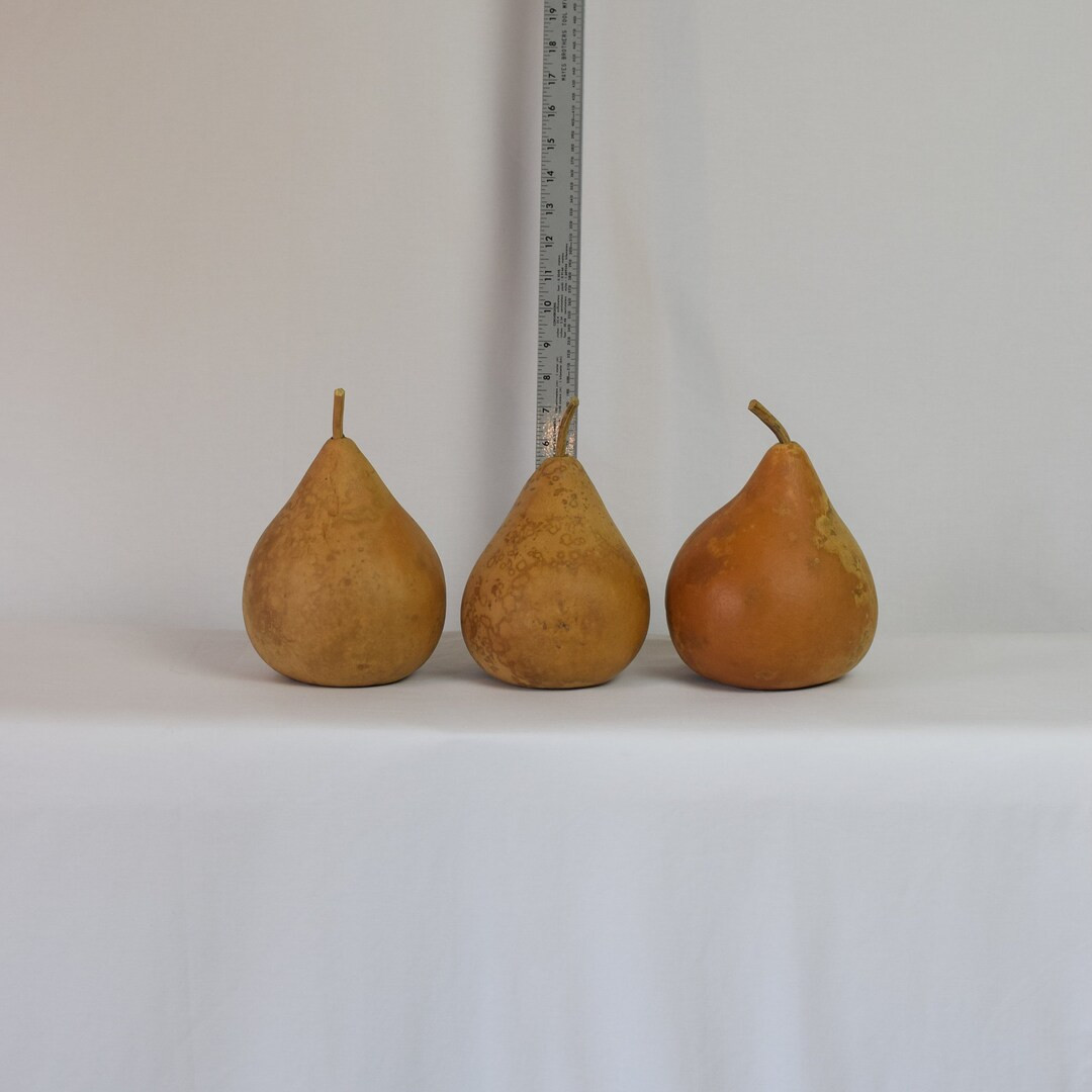 Box of 3 Dried Martin Gourds  5 Diameter - Etsy | Etsy (US)