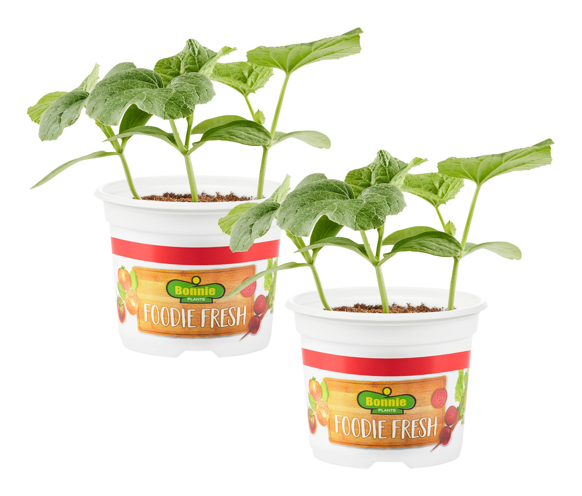 Bonnie Plants 2.0 -Pack Cantaloupe Plant in Pot | 206134 | Lowe's