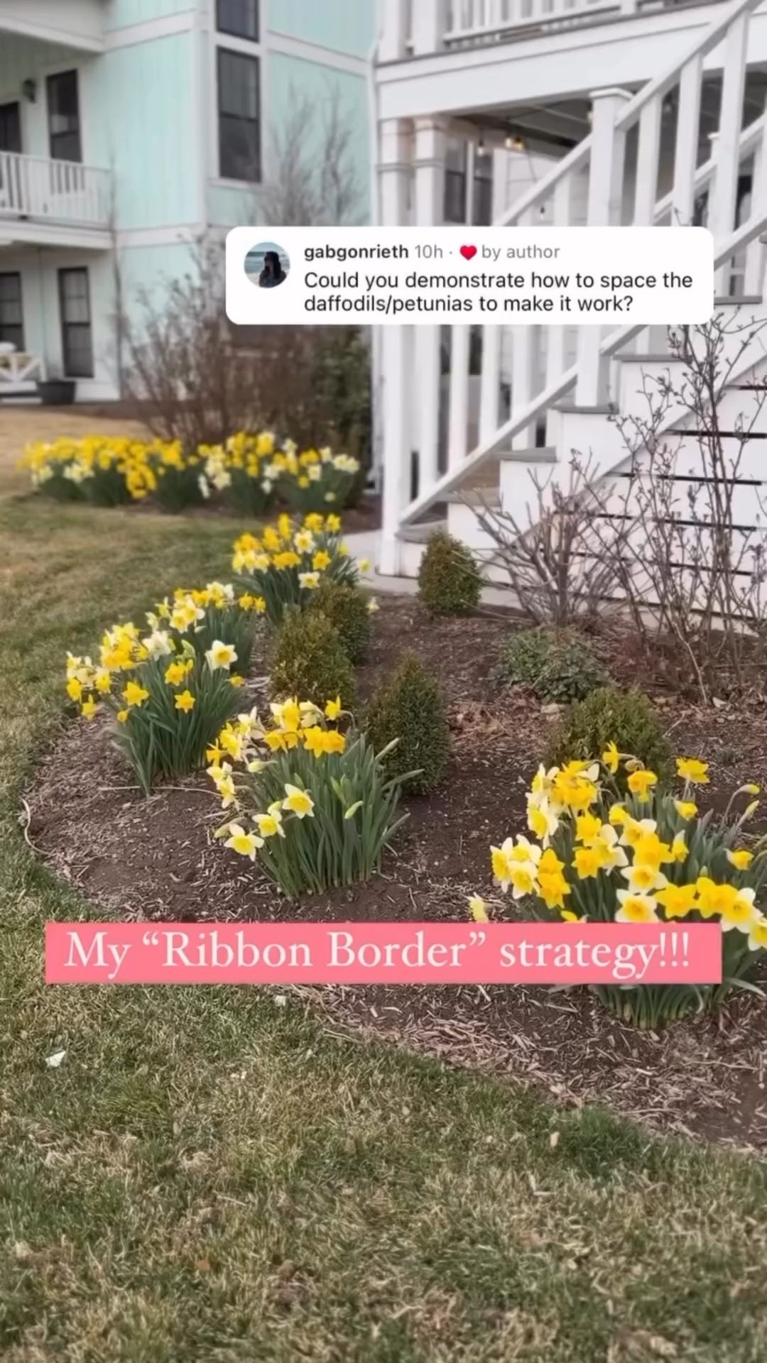 It’s all about timing. 😮‍💨👇🏼

(Comment shop if you need the robot to send links)

*And if you are short on time, check out my Petunia, 101 guide for all my petunia hacks! It has cliff notes, shopping guides, pest control, easy fertilizing, fast planting information, and more in an easy to read guide. 

WRITTEN BY ME with blood, sweat and literal tears. Because I hate writing, but you need this information. 😂 This is the info an old granny passes down to her children secretly. But I wrote it all up and added stunning photos just for youuuuuuu. And it’s worth every freaking penny and more. 👊🥰

My petunias get planted in carefully SAVED spaces 😂 because they are glorious and deserve the royal treatment. 

In 2023 I planted @provenwinners supertunias in jazzberry and bubblegum in all my front beds/planters. 

I really loved the habit of the jazzberry petunia - it is so round and cute!

I love the way jazzberry petunia made little round shapes in between my daffodil clumps. 😍 It definitely won my heart for cuteness! 

Bubblegum was cute too, but it has a more sprawling habit so it looks a little crazy at first 😜 but we all know I am OK with that. 👏

She fills in like a BOSS in no time at all. 

You want to leave your daffodil bulb leaves for at least seven weeks for big daffodils next year. 

I tried five weeks and they were just meh. Seven weeks + is the ticket. 🎟️ 

I will be posting more videos on how I trim and deadhead my daffodils, so stay tuned for those. 

And as always, thanks for being here. I check comments for an hour a day, feel free to help answer questions for the garden fam. 🥰 I appreciate you. 💚🫶🏼🫡 

*DMs are spotty these days - they give me anxiety??? Obviously not from you, but it’s like opening a punch in the face sometimes, so it’s definitely hit or miss from me. 😮‍💨🫶🏼

2022-2025 Ambassador ⭐️
🌱 @olsons_greenhouse_gardens 

Limelights, little limes, limelight topiary, hanging baskets, sweet potato vine, verbena, all @provenwinners grown by @olsons_greenhouse_gardens from @homedepot 

Garden, vegetable garden, garden, inspiration, garden ideas, garden design
