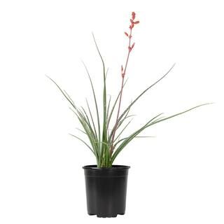 1 Gal. Hesperaloe Parviflora Red Yucca Color Plant | The Home Depot