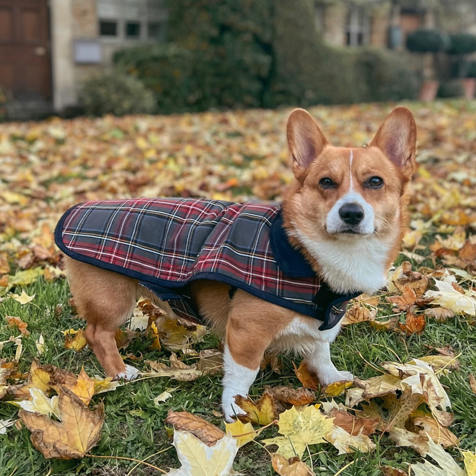 Winston’s dog jacket 🐾

#LTKFind #LTKunder50 #LTKGiftGuide