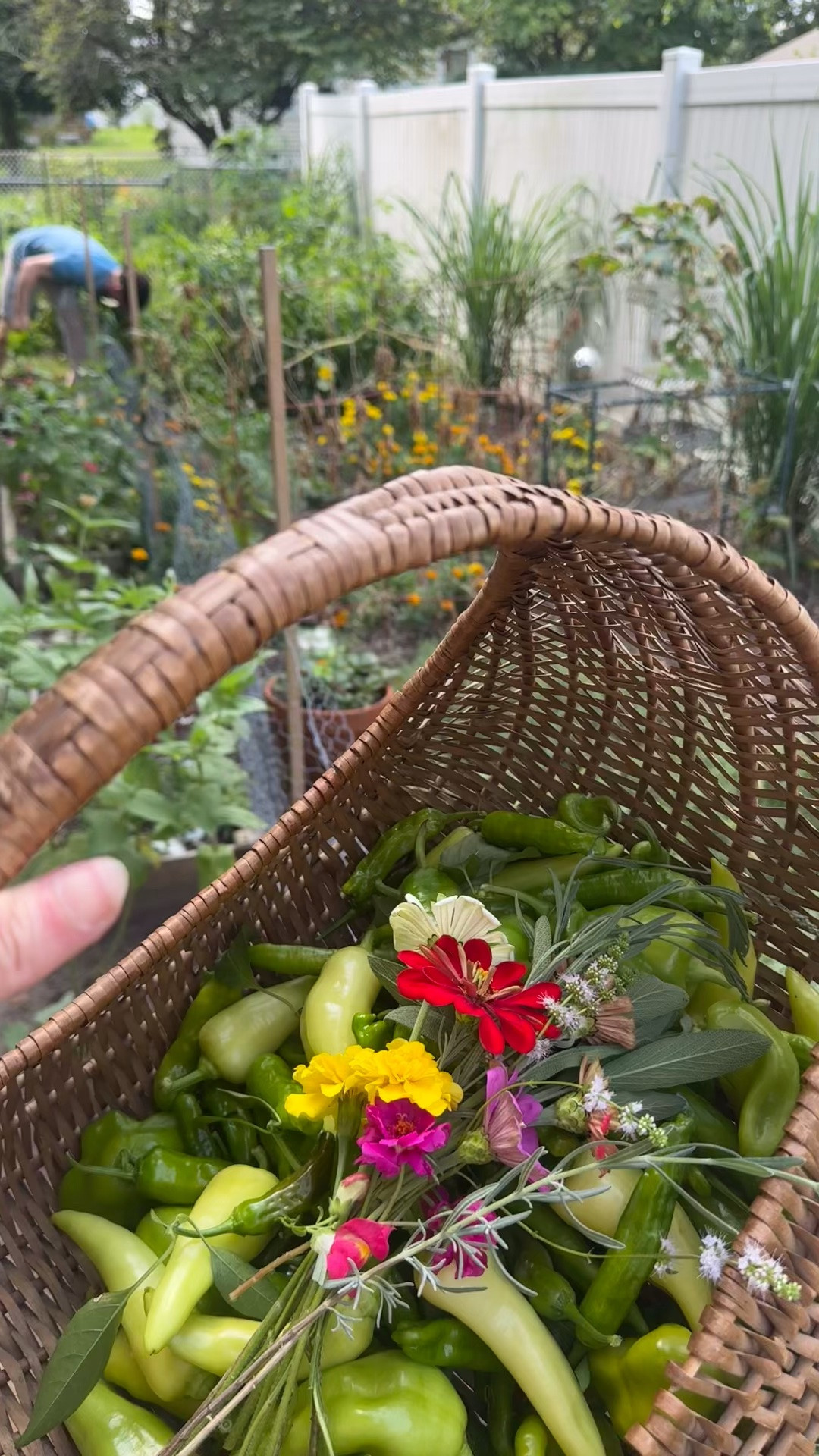 Fall Garden Preservation: how we harvest, share and store our backyard bounty ✨ #nontoxicliving #sustainableliving #garden #gardening #preservation

#LTKdayinmylife #LTKfoodie #LTKSeasonal