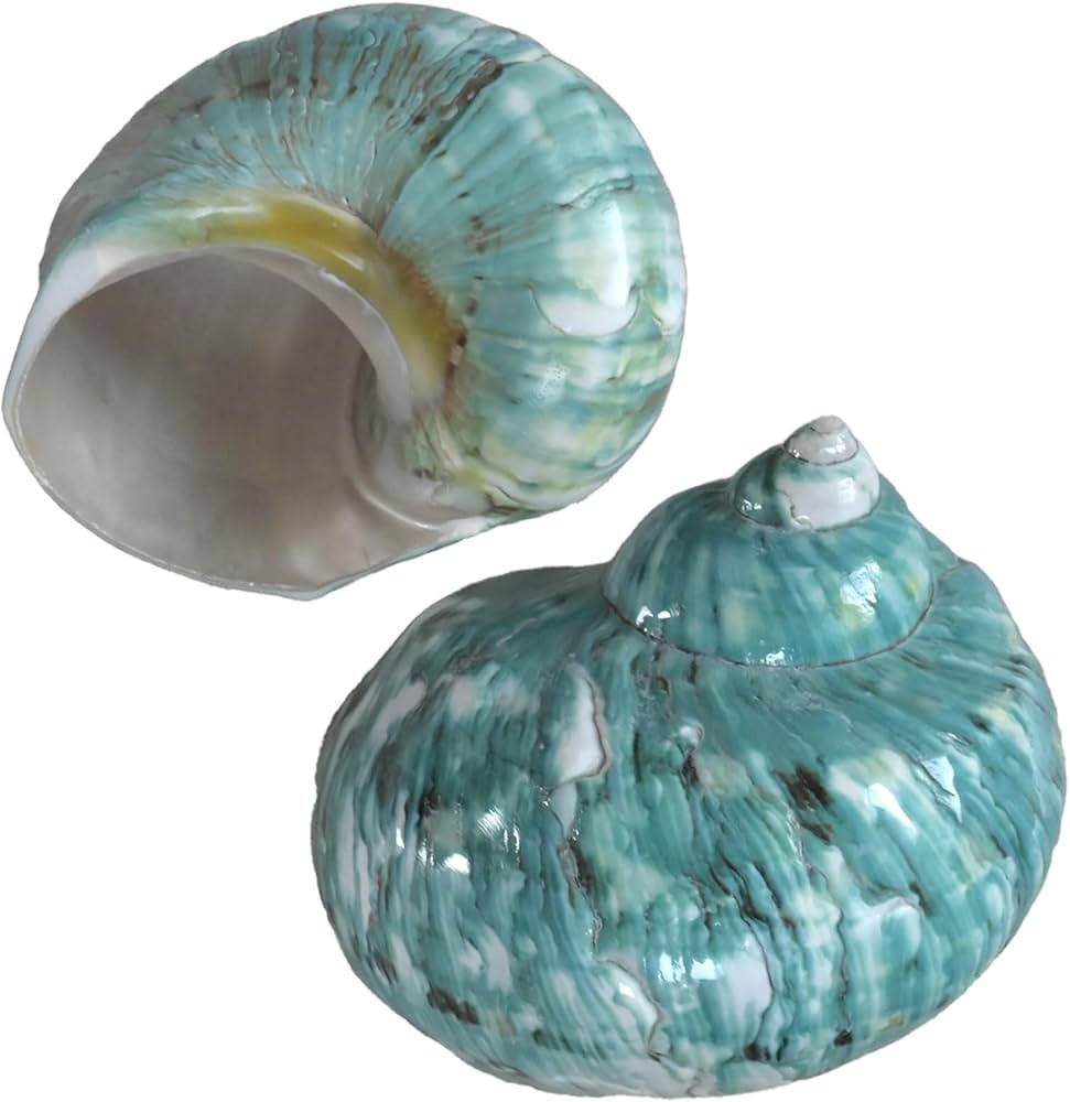 2pcs Hermit Crab Shells, XL Size Opening 1.73", Natural Sea Conch, Turbo Seashells for Hermit Cra... | Amazon (US)