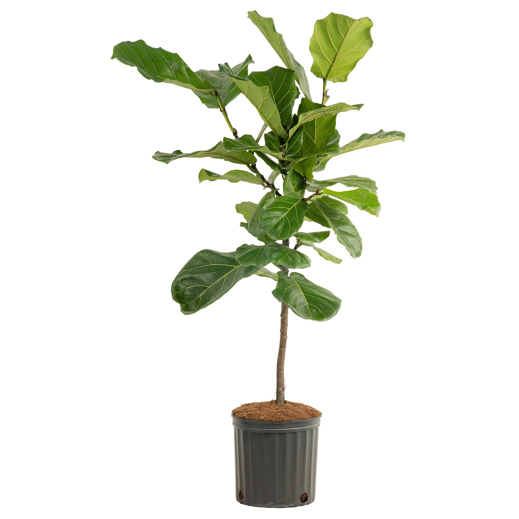 Costa Farms Indoor Fiddle Leaf Fig Ficus Lyrata Standard House Plant in 10-inch Grow Pot & Review... | Wayfair North America