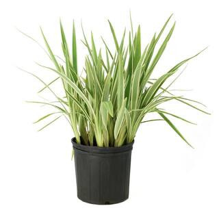 3 gal. Dianella Flax Lilly Plant | The Home Depot