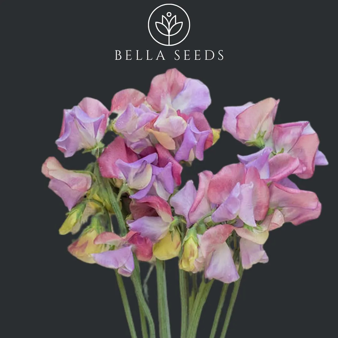 Enchante Sweet Pea Seeds, 10+ Seeds, Lathyrus Odoratus - Etsy | Etsy (US)