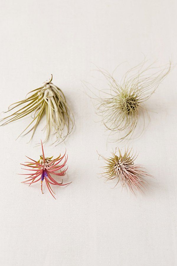 Small Live Assorted Air Plant - Set of 4 - Assorted at Urban Outfitters | Urban Outfitters (US and RoW)