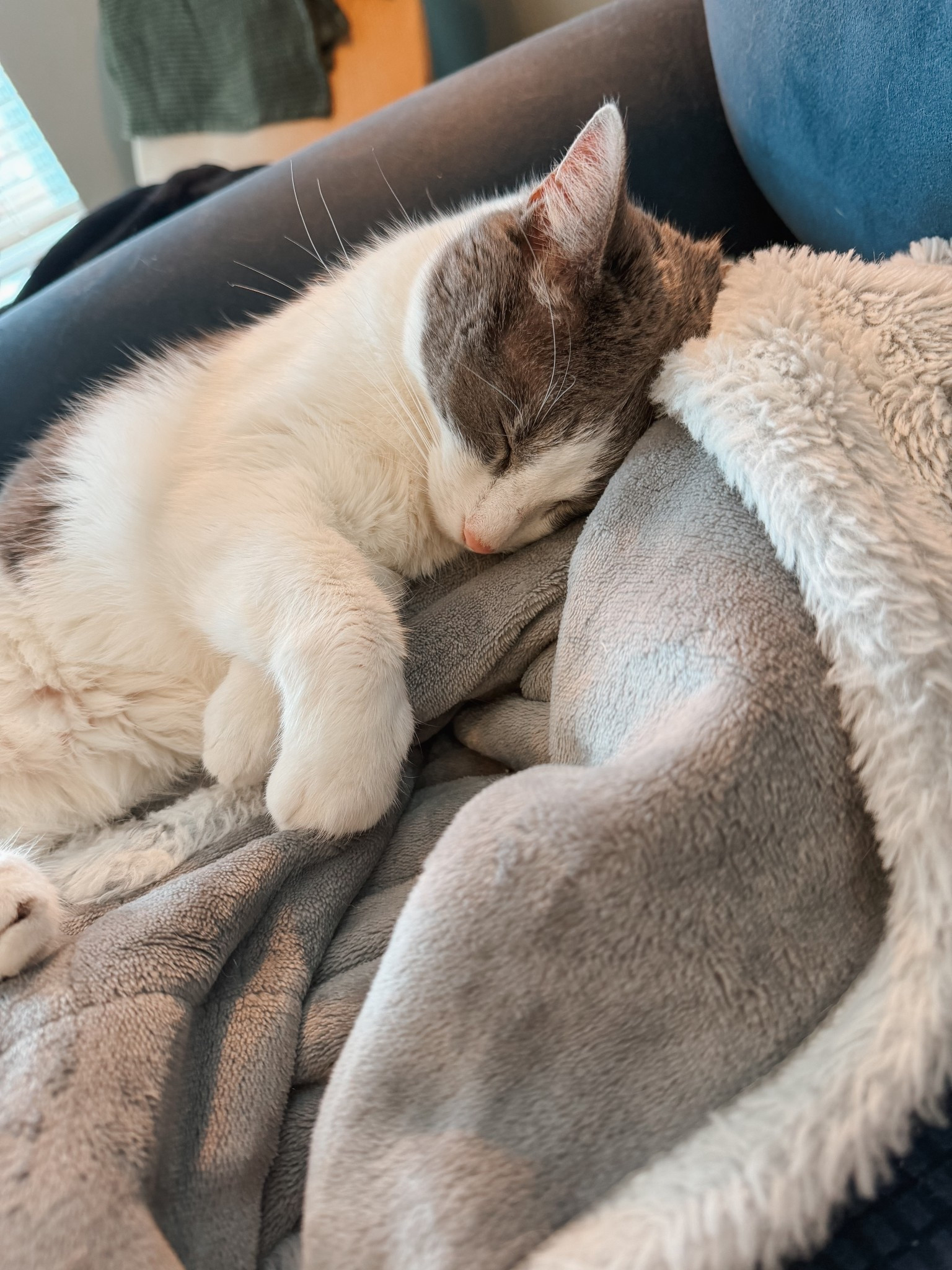 Our heated throw blanket that everyone in our house fights over — myself included 😹 Cozy, soft, and cat-approved! I love curling up with one of these on chilly nights, and the cats have definitely claimed their own.

#LTKHome #LTKPets #LTKSeasonal