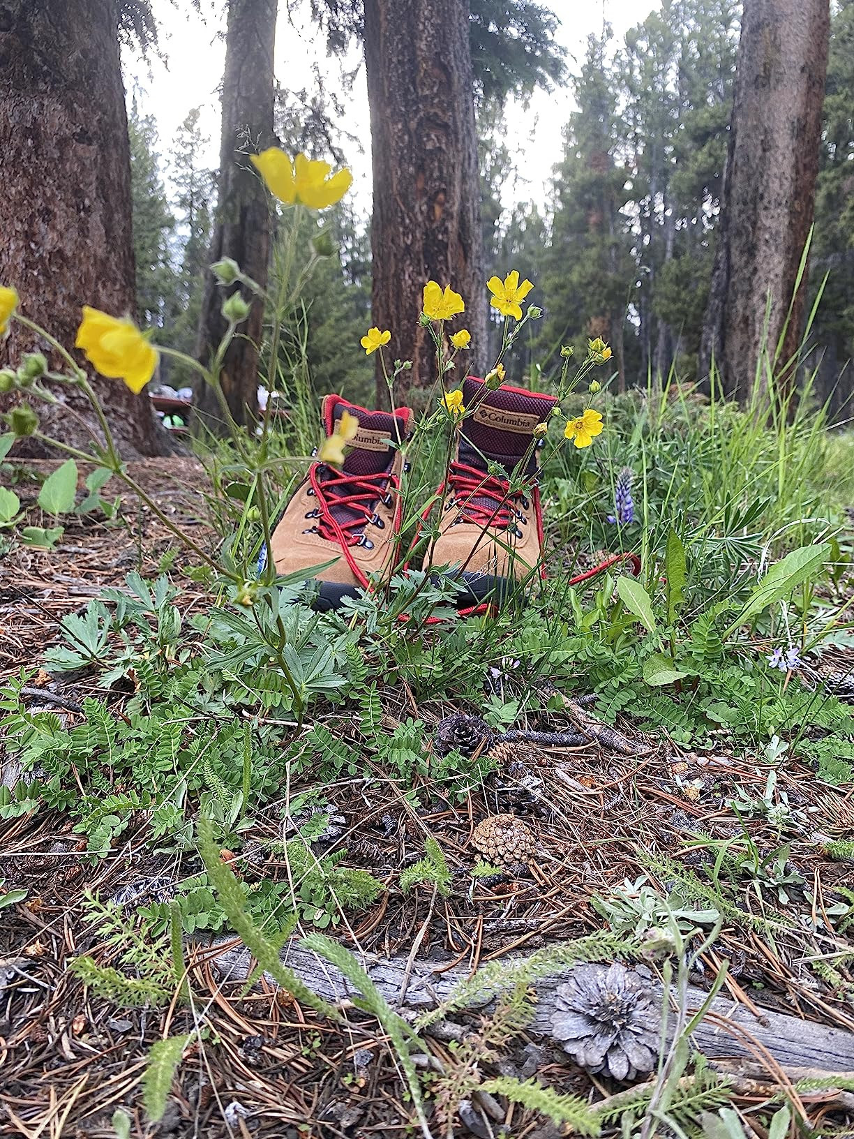 Columbia Women's Newton Ridge Plus Waterproof Amped Hiking Boot | Amazon (US)