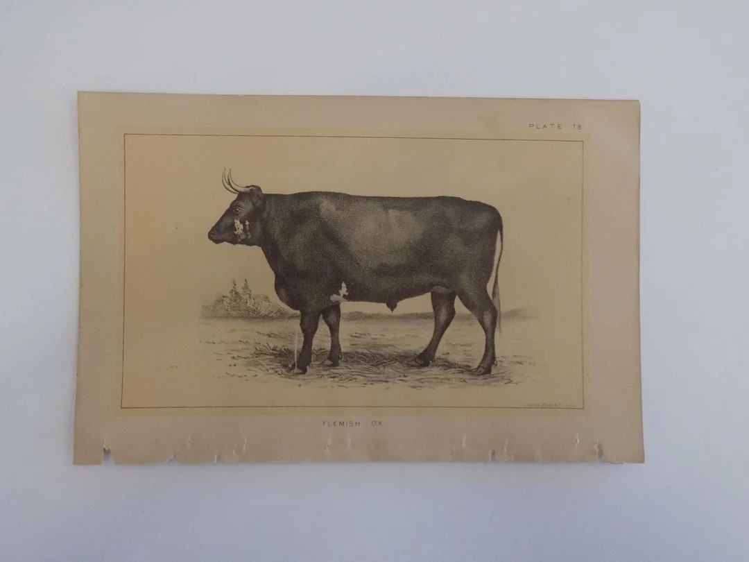 FREE SHIPPING!!!! Animals, Cows, Bulls, Cattle, Farm, Antique, Lithograph | Etsy (Global)