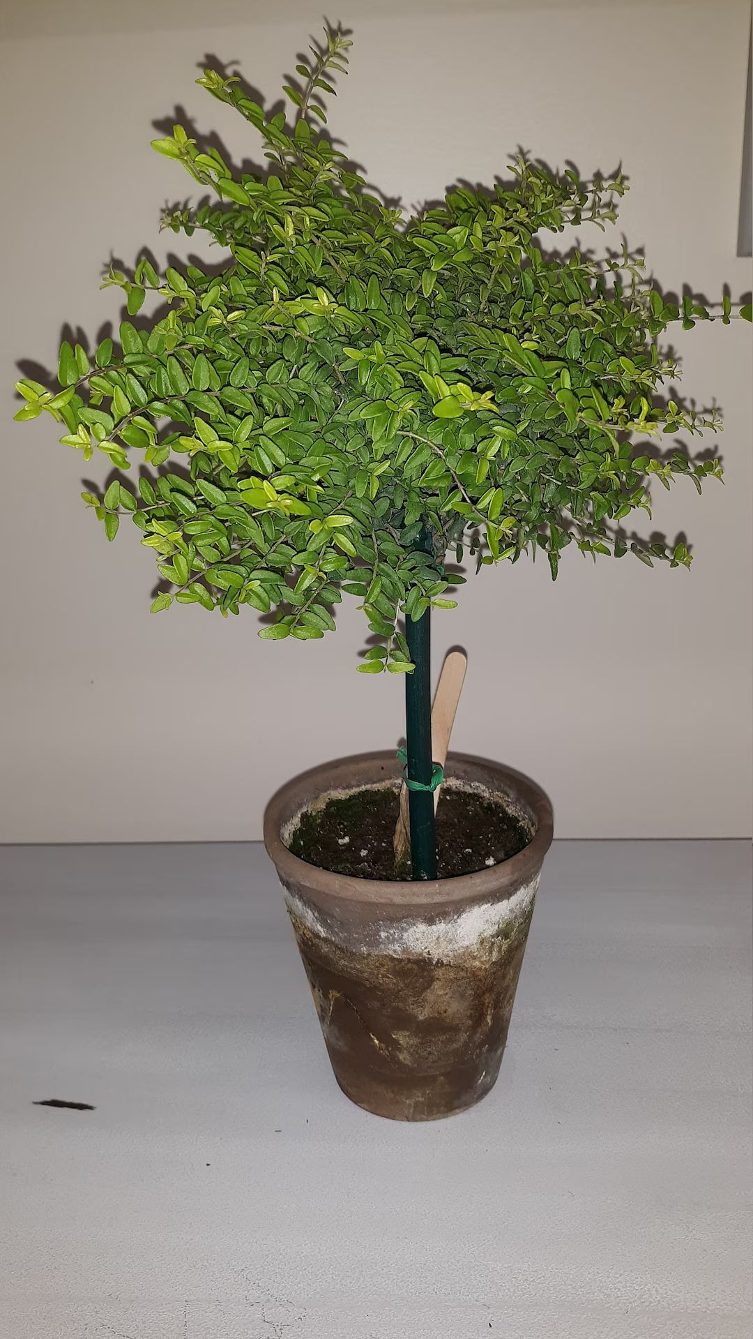 Boxwood Honeysuckle Topiary in 4 Pot - Etsy | Etsy (US)