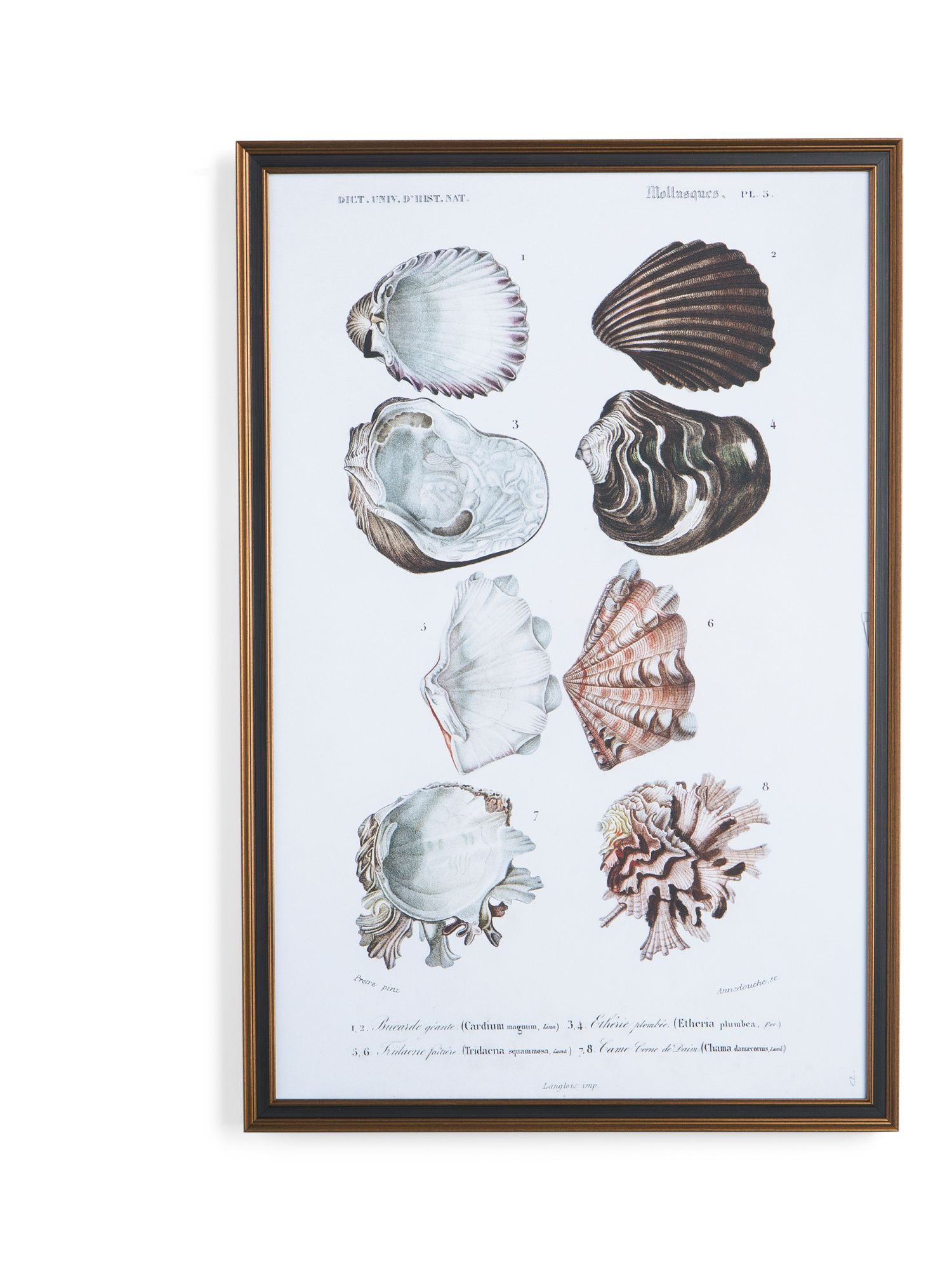 24x36 Ornate Framed Oysters And Shells Wall Art | Marshalls