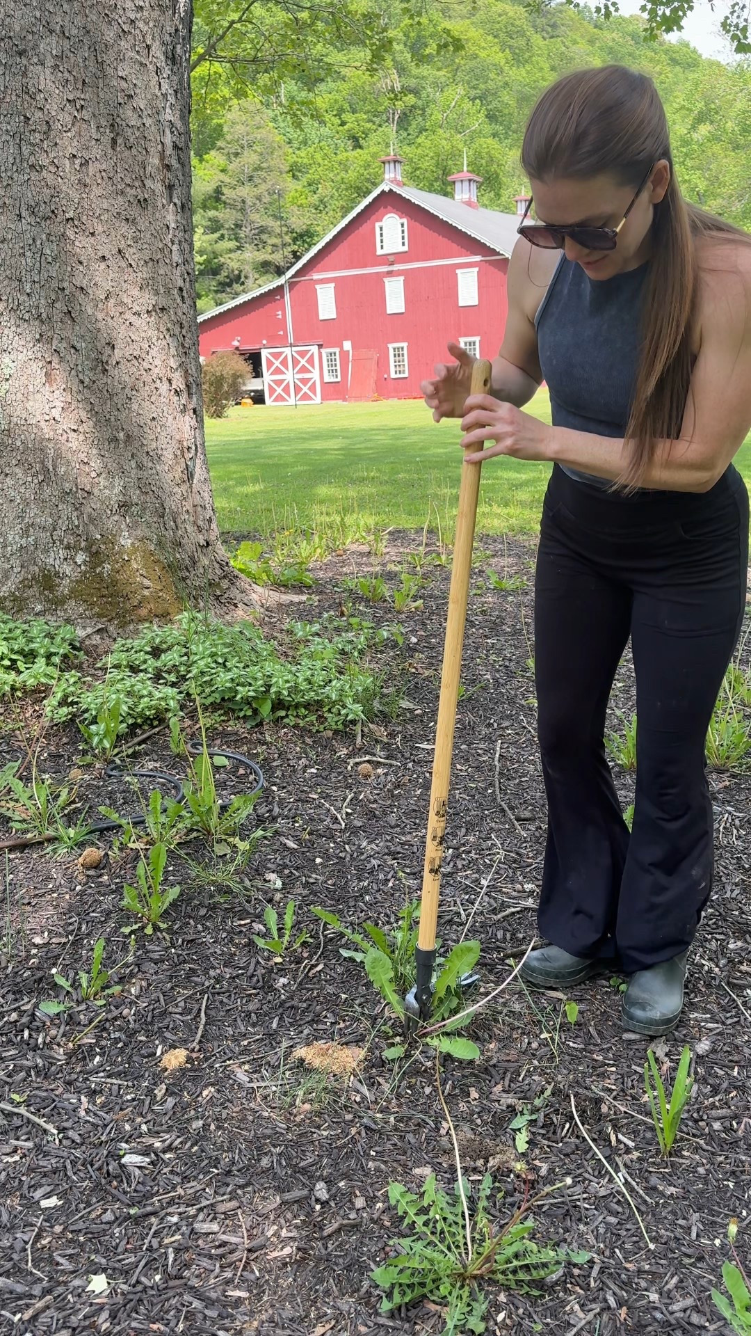 Did I buy the viral Grandpa’s Weeder? Yes. Was it worth it? 100%. It's so nice not having to bed down picking weeds and it grabs the roots! #homegardening #landscaping #gardentools

#LTKSeasonal #LTKHome