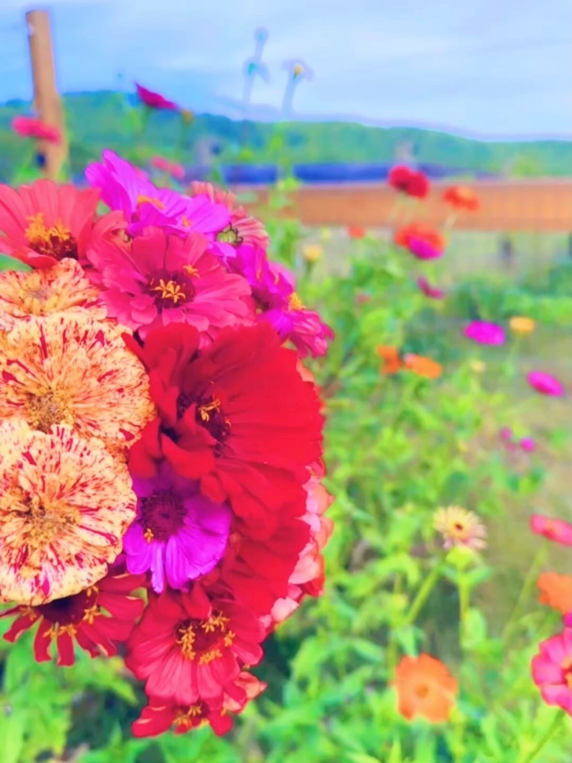 f a r m  f r e s h  f l o w e r s  f o r e v e r 💐🫙🌼🪴👩‍🌾🌸🪻 andddd it’s been so special having family staying with us in the guest house this weekend 🏡 and getting to share these with them!!! 🥰🫶🏽 #themabryfarm #fallflowers #farmfresh #fallzinnias #farmhousefilledwithflowers