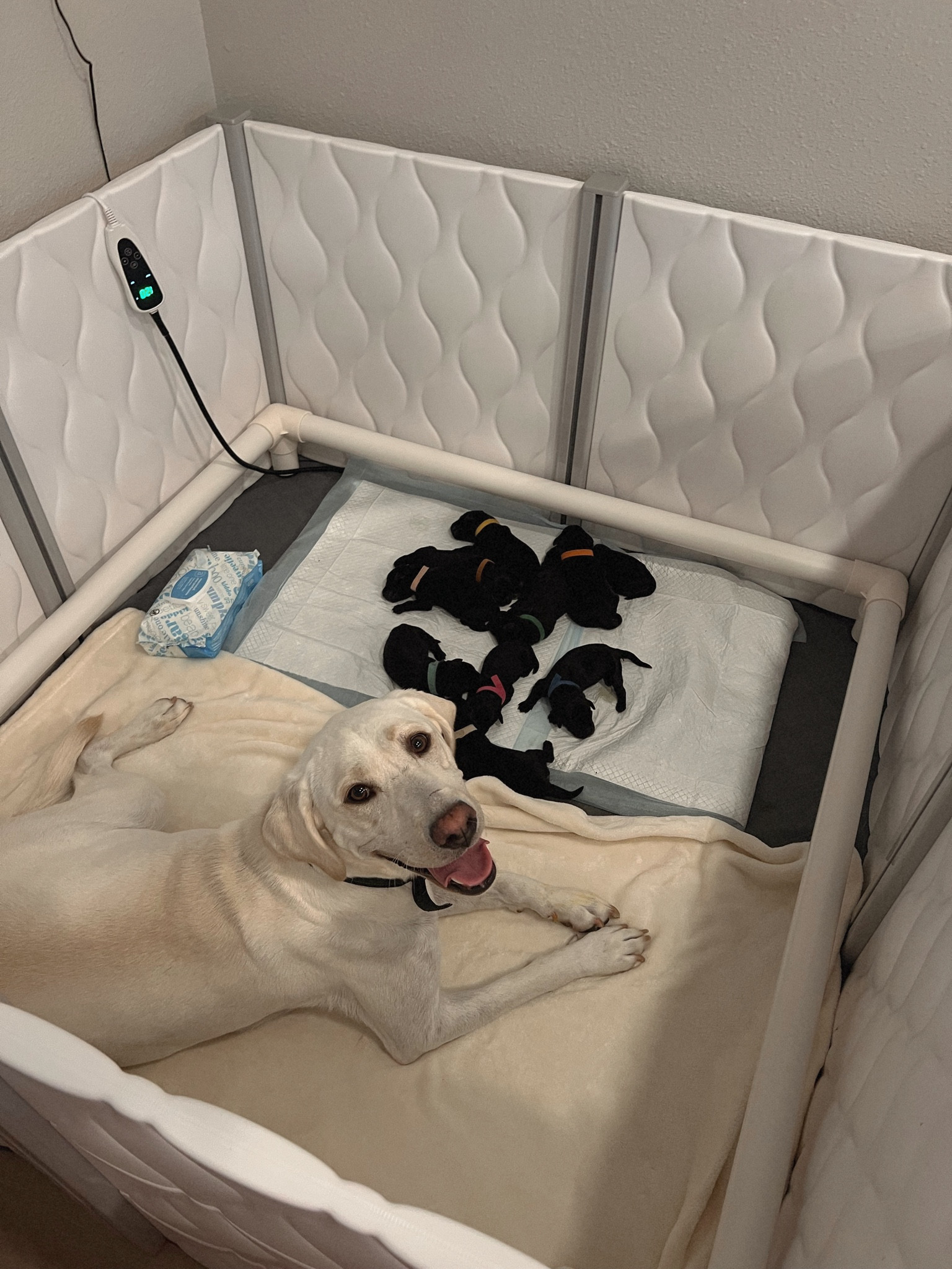 all of my whelping supplies for sweet lainey 🤍💭💫🐶 

#LTKFamily #LTKHome