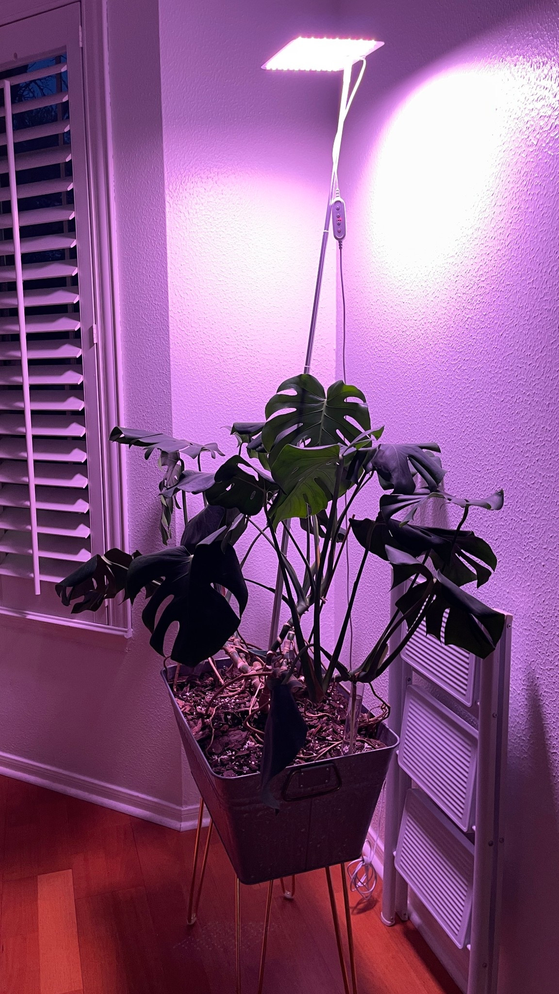 Full Spectrum Plant Grow Light, 182 LED Grow Lights for Indoor Plants, Height Adjustable telescoping staked grow light on a pole. This houseplant growing Lamp features with Automatic Timer so you can set the light to automatically turn on at the same time each day for 3/6/12 hours. Adjust the brightness with 7 Dimmable Levels, 3 Color light frequency Modes for Large Plants. This is perfect for displays plants in dark corners of your home, so you can place plants anywhere in the house, even with zero natural light  

Related: grow light, red grow light for plants, natural light, houseplants, gift idea for plant lovers#LTKGiftGuide

#LTKHome