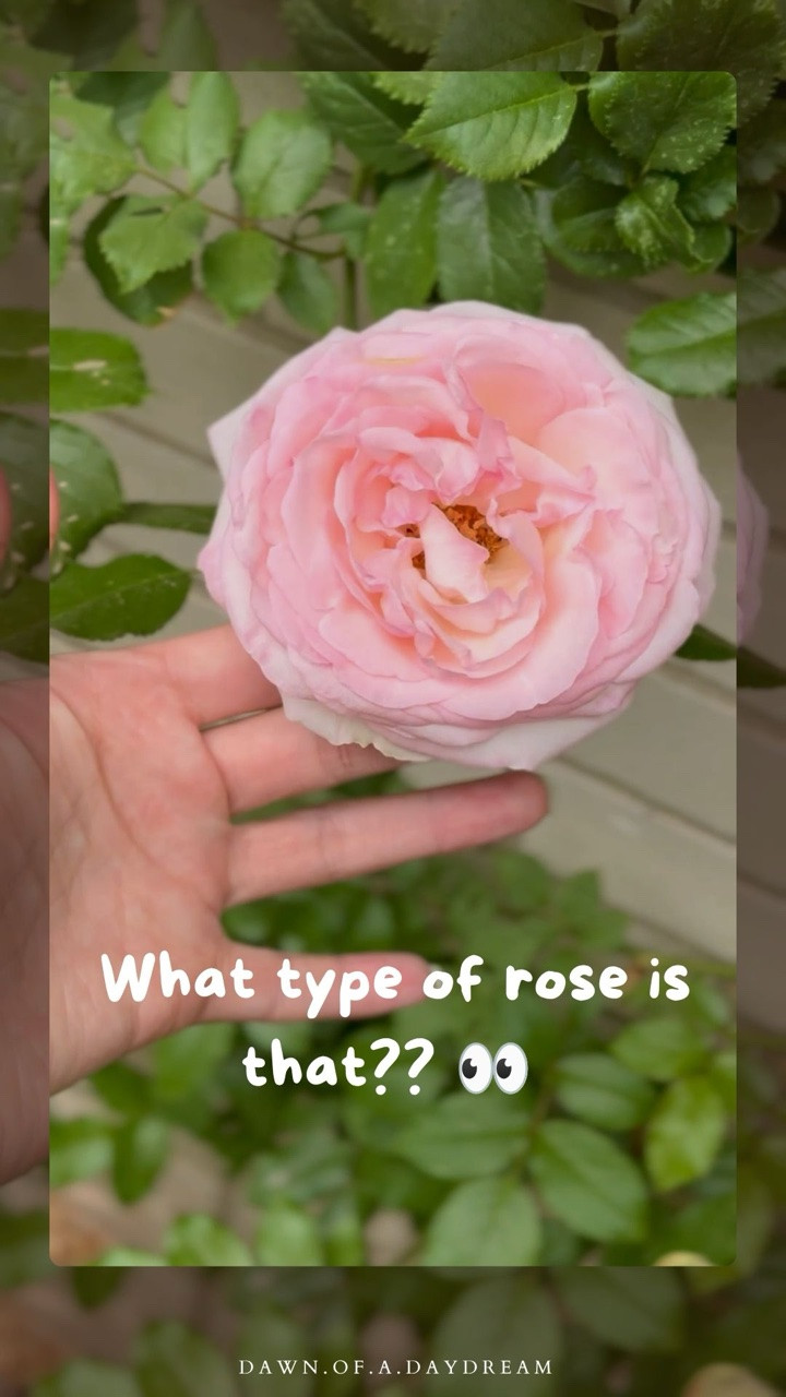 Sooo many of you asked this question, so save this video and take it with you to your local garden center and ask for the variety “Eden Climber.” If they don’t have one, they may be able to recommend a similar climbing rose ☺️

I actually bought mine as teeny tiny little plants from Costco 3 years ago, so it’s worth checking there too.

It’s definitely true what they say about growing climbing roses: the first year they sleep, the second year they creep, and the third year they leap!!

Once I started training my climbing roses horizontally, they absolutely exploded with blooms. 

Now I can’t stop staring at them 🥹

If you’re dreaming of a cottage garden, growing climbing roses up your house is one of the prettiest ways to add color and charm. And if you’d like to learn more about training climbing roses, I shared a video yesterday showing exactly how I grow and support mine ☺️