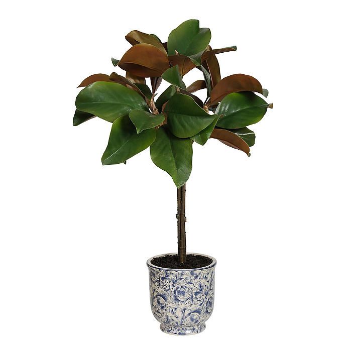 Magnolia Leaf Topiary in Ming Pot | Frontgate | Frontgate