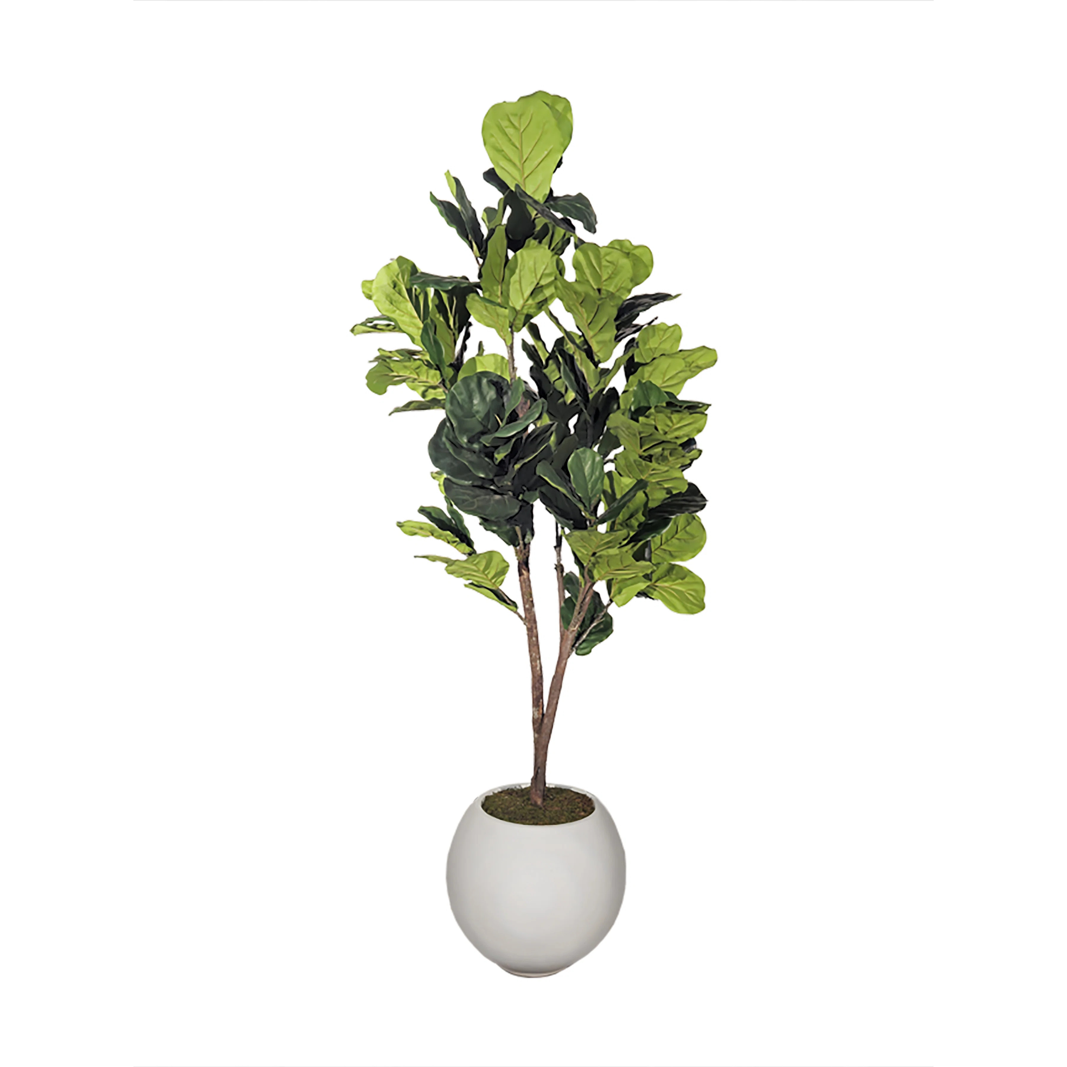 7' Natural Touch Fiddle Leaf Fig Tree in White Porter Planter | Birch Lane
