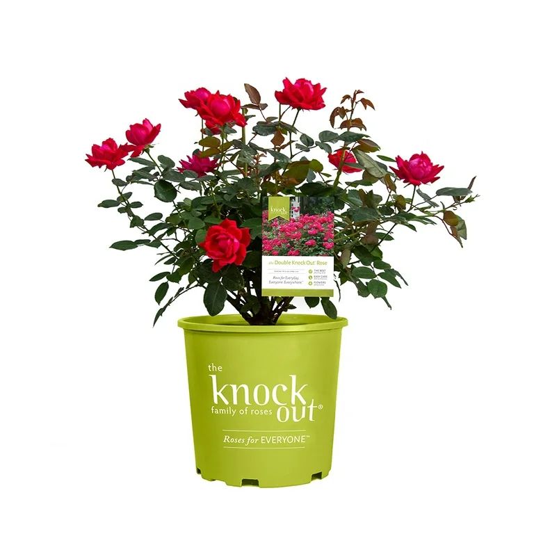 Knock Out Red Rose Flowering Outdoor Live Plant Full Sun 10"-12" Tall, 2 Gal Pot | Walmart (US)