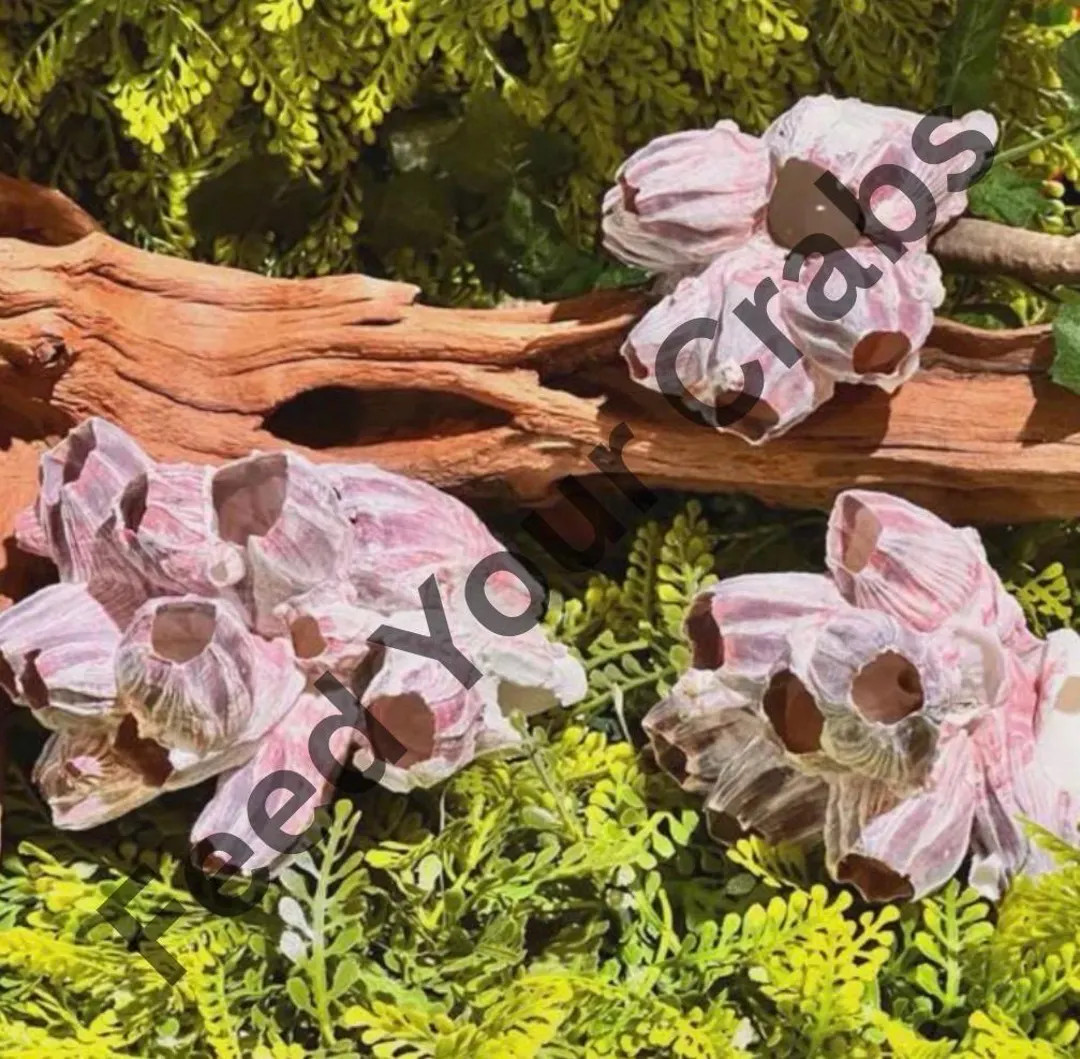 Purple-white Barnacle Cluster: Natural Calcium Source for Hermit Crabs (3-5") - Etsy | Etsy (US)