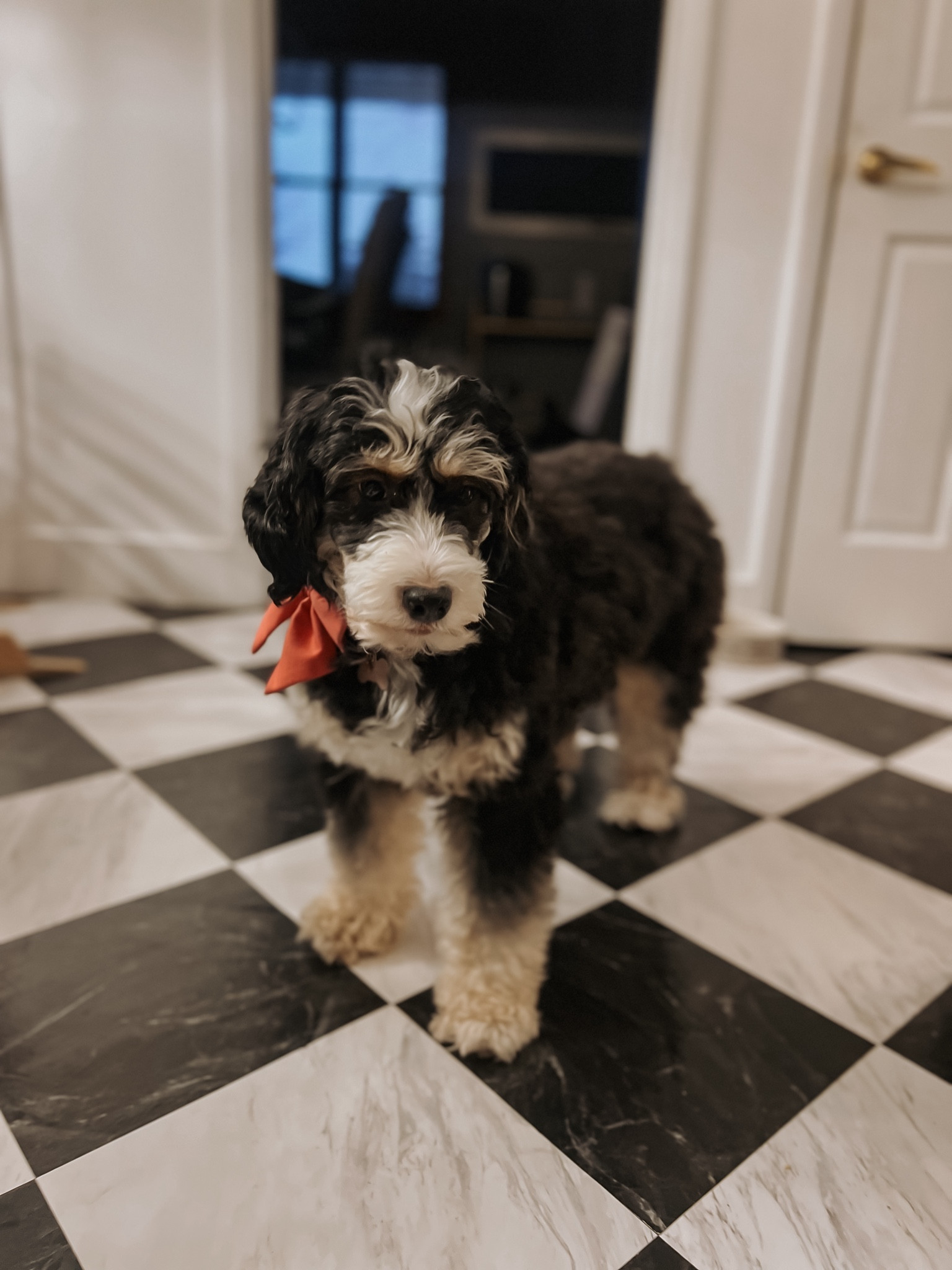 Dog grooming stuff! I got my vacuum clippers on tiktok but this is the same model! 