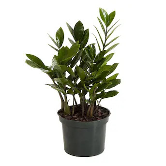 United Nursery Zz House Plant in 6-in Pot | Lowe's