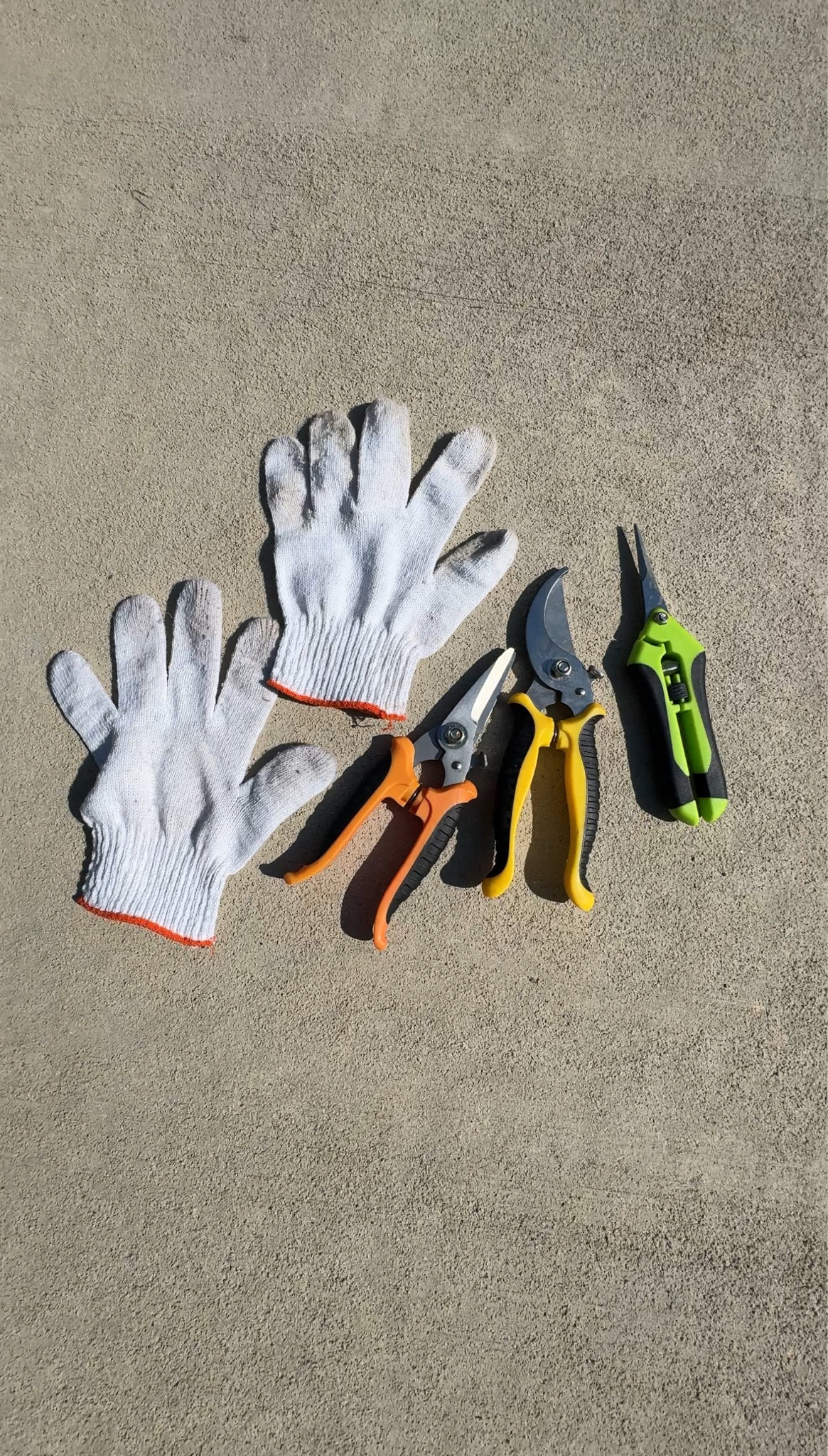 Since I started gardening, this set of shears has been so helpful. I'm able to trim and prune every bush, vegetable plant, and flower shrub in my yard.
#amazonfind #gardening 

 #LTKOver40 #LTKHome