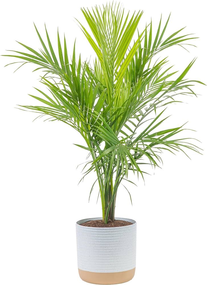 Costa Farms Majesty Palm Live Plant, Live Indoor and Outdoor Palm Tree, Potted in Modern Décor P... | Amazon (US)