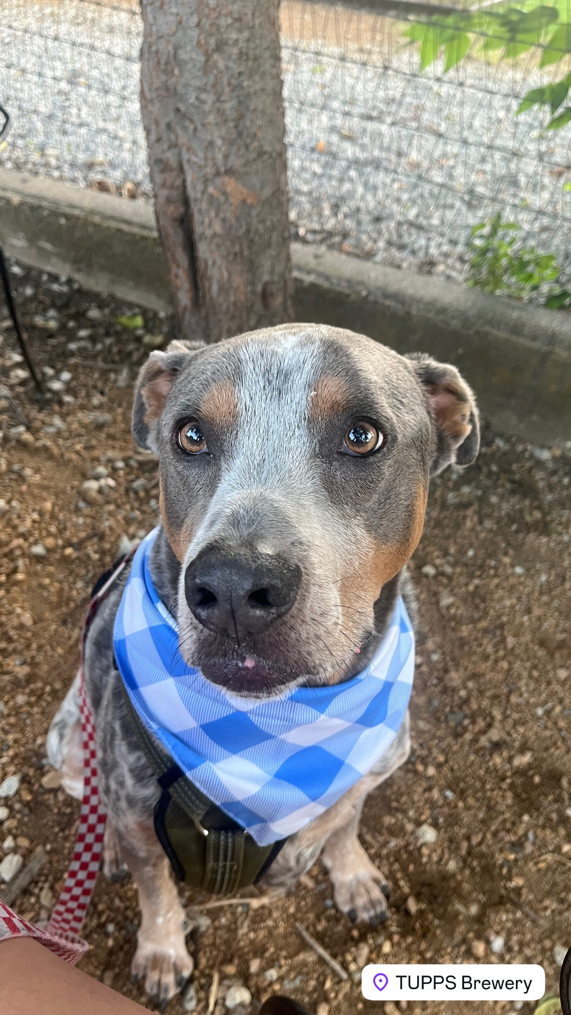 Blue plaid bandana for dogs

#LTKmomlife #LTKSeasonal #LTKdayinmylife