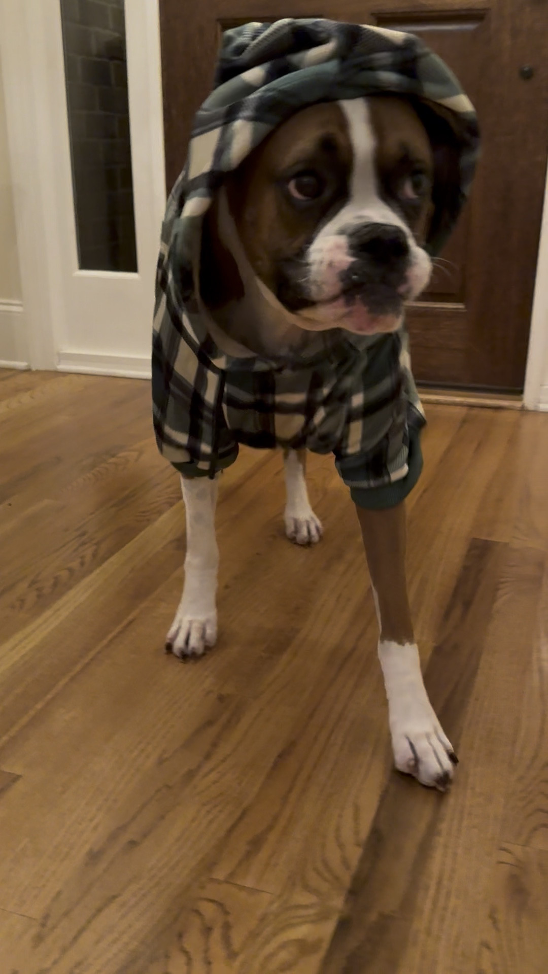 My boxer, Bruno, wasn’t such a fan of his Spark Paws hoodie as he was of his pajamas he wore when it snowed! He was fine when I took the hood off and I tie the strings as well or you can take them out!

I love that Spark paws has matching hoodies for you as well! 

#LTKActive #LTKFamily #LTKWatchNow