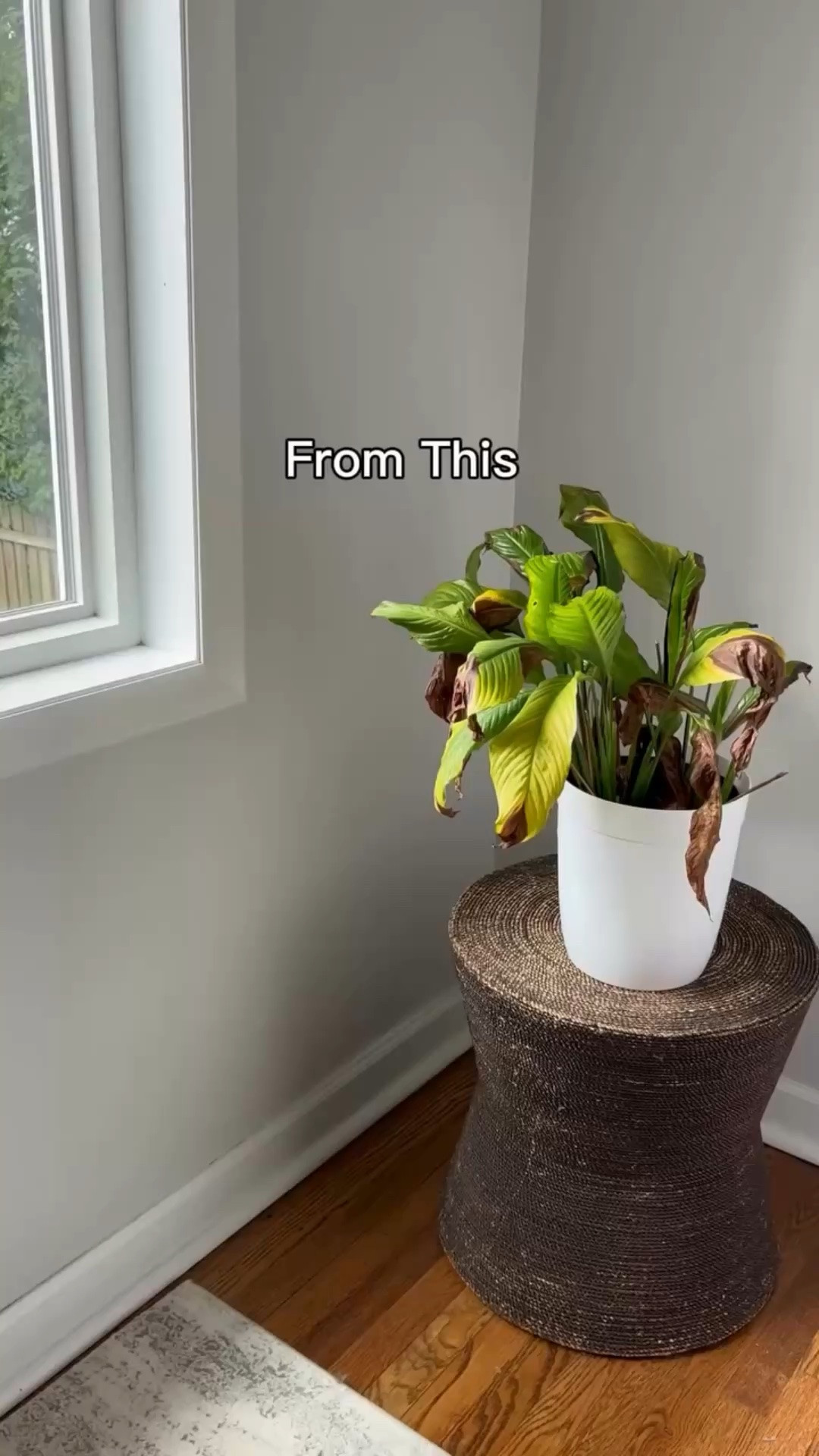 If you’re like me and can’t keep a real plant alive 😂🌿 this faux one is the perfect solution! It looks SO real and instantly made my family room feel cozier. 

Comment LINK and I’ll send it to you! 

#fauxplants #nearlynatural #homedecor #homedecorating #nearlynaturalpartner @nearlynaturalfloral