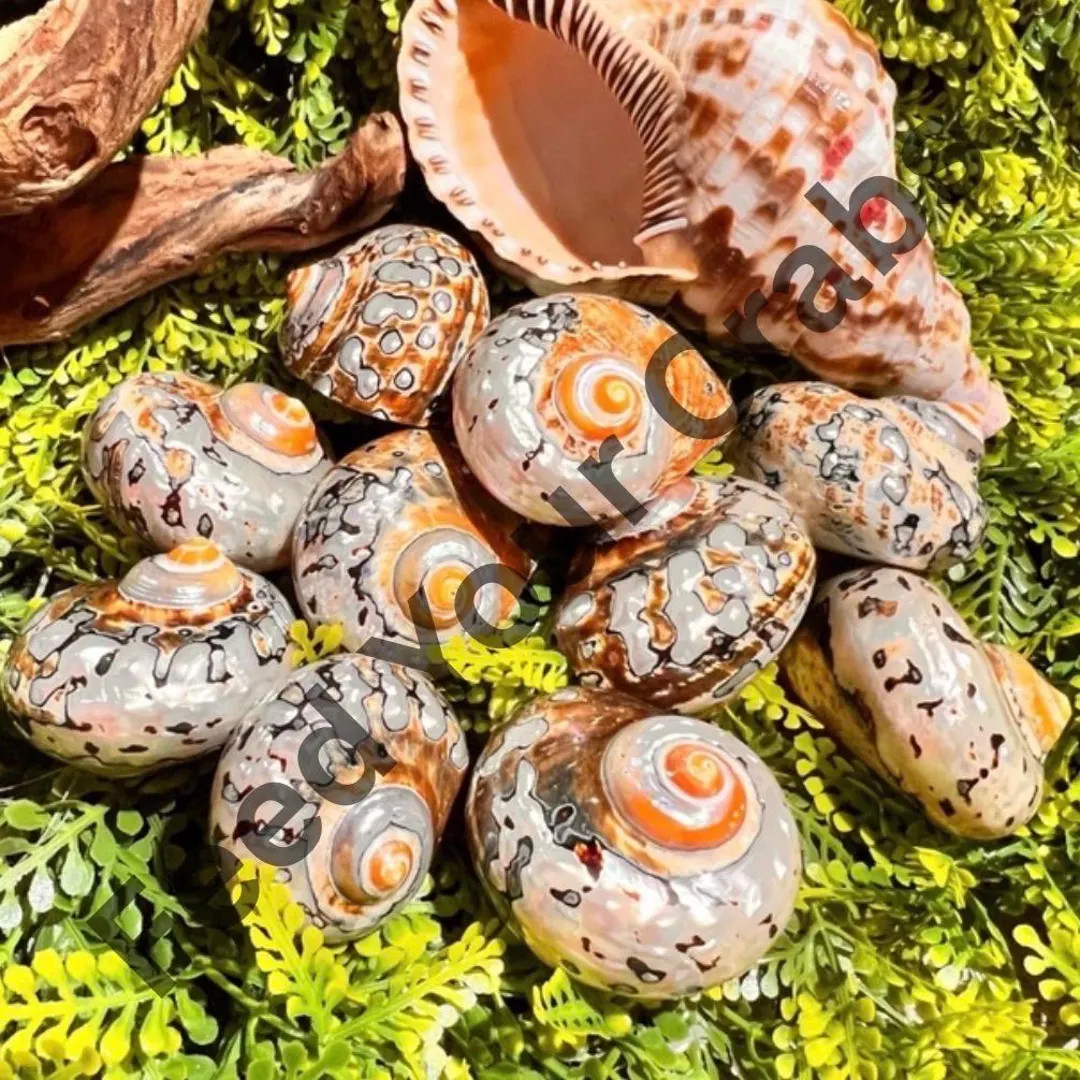 Polished African Turbo Shells for Hermit Crabs (2-2.5 Inch) Individually Sold - Etsy | Etsy (US)