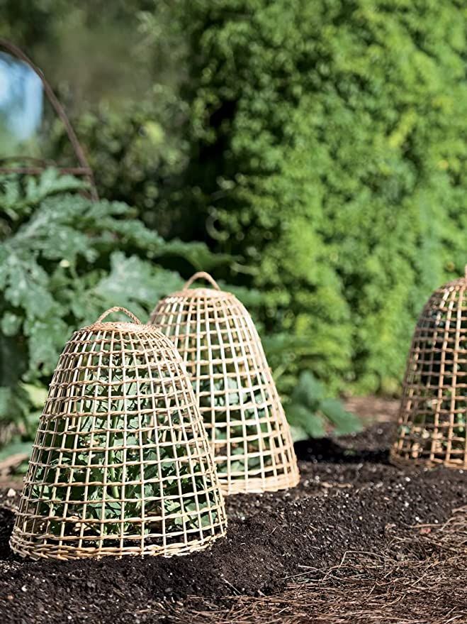 Gardeners Supply Company Woven Willow Cloche Plant Protector & Cover | Sturdy Wooden Cage Garden ... | Amazon (US)