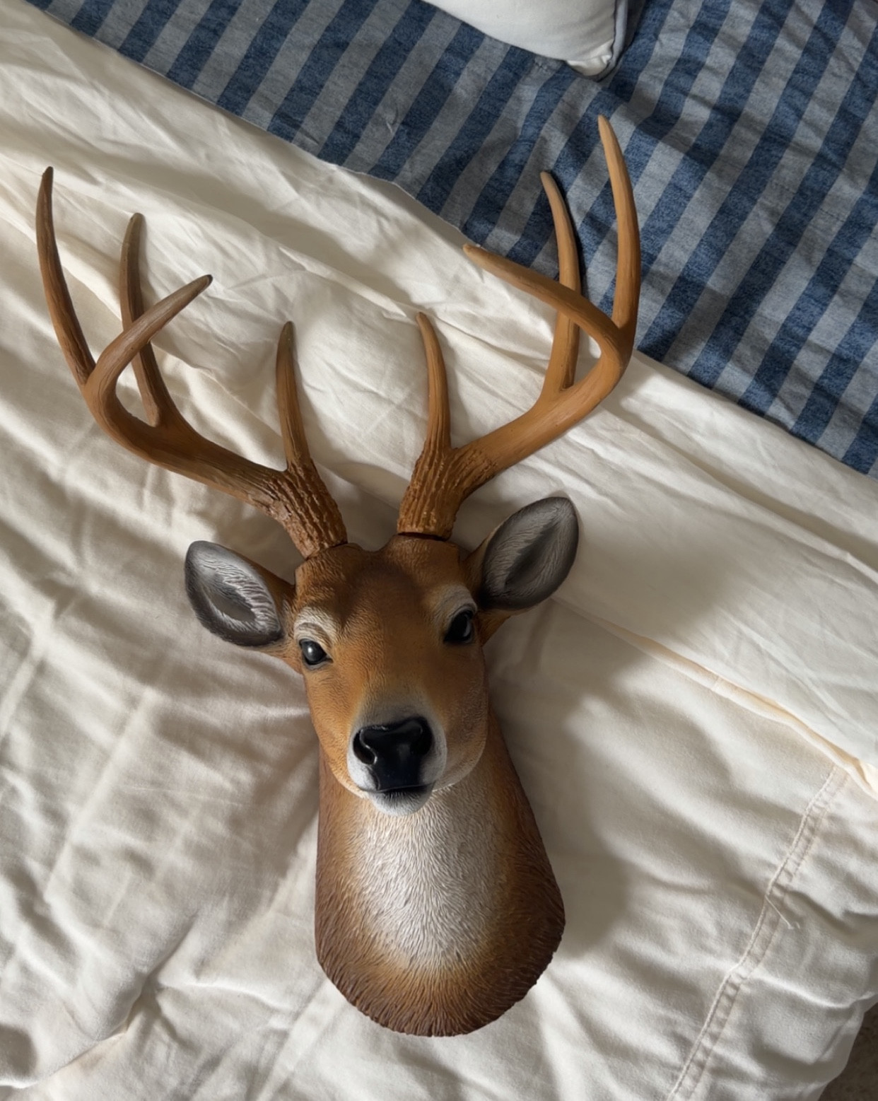Boys room. Random decor edition - this 8 point buck 🦌

#LTKHome #LTKKids
