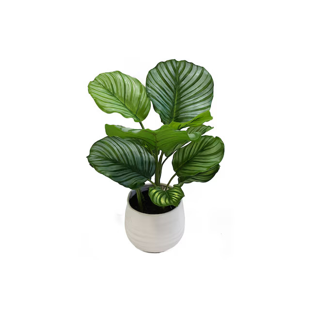 allen + roth 19-in Green Indoor Artificial Calathea Artificial Plant | Lowe's