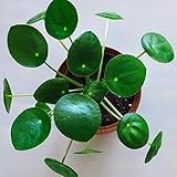 National Plant Network NPNAZ7190 AZ7235 Chinese Money Live Plant, Medium, Green | Amazon (US)