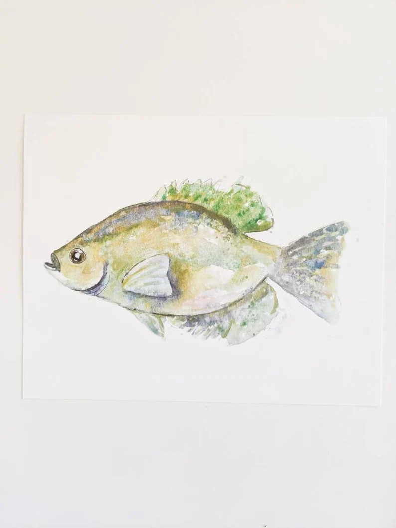 Fish PRINT Crappie Blues Greens Lake Coastal 8x10 Gift Home - Etsy | Etsy (US)