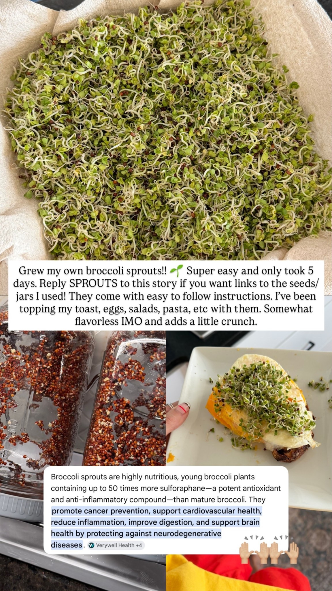 Grew my own broccoli sprouts!! 🌱 Super easy and only took 5 days. They come with easy to follow instructions. I’ve been topping my toast, eggs, salads, pasta, etc with them.

#LTKfitnessgoals #LTKfoodie #LTKselfcare