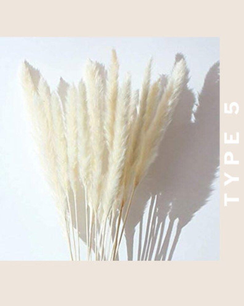 Read the full title
    PAMPAS GRASS Type 5 - Bleach White | Etsy (US)