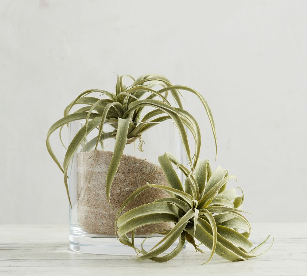 Faux Tillandsia Succulent Stem | Pottery Barn (US)