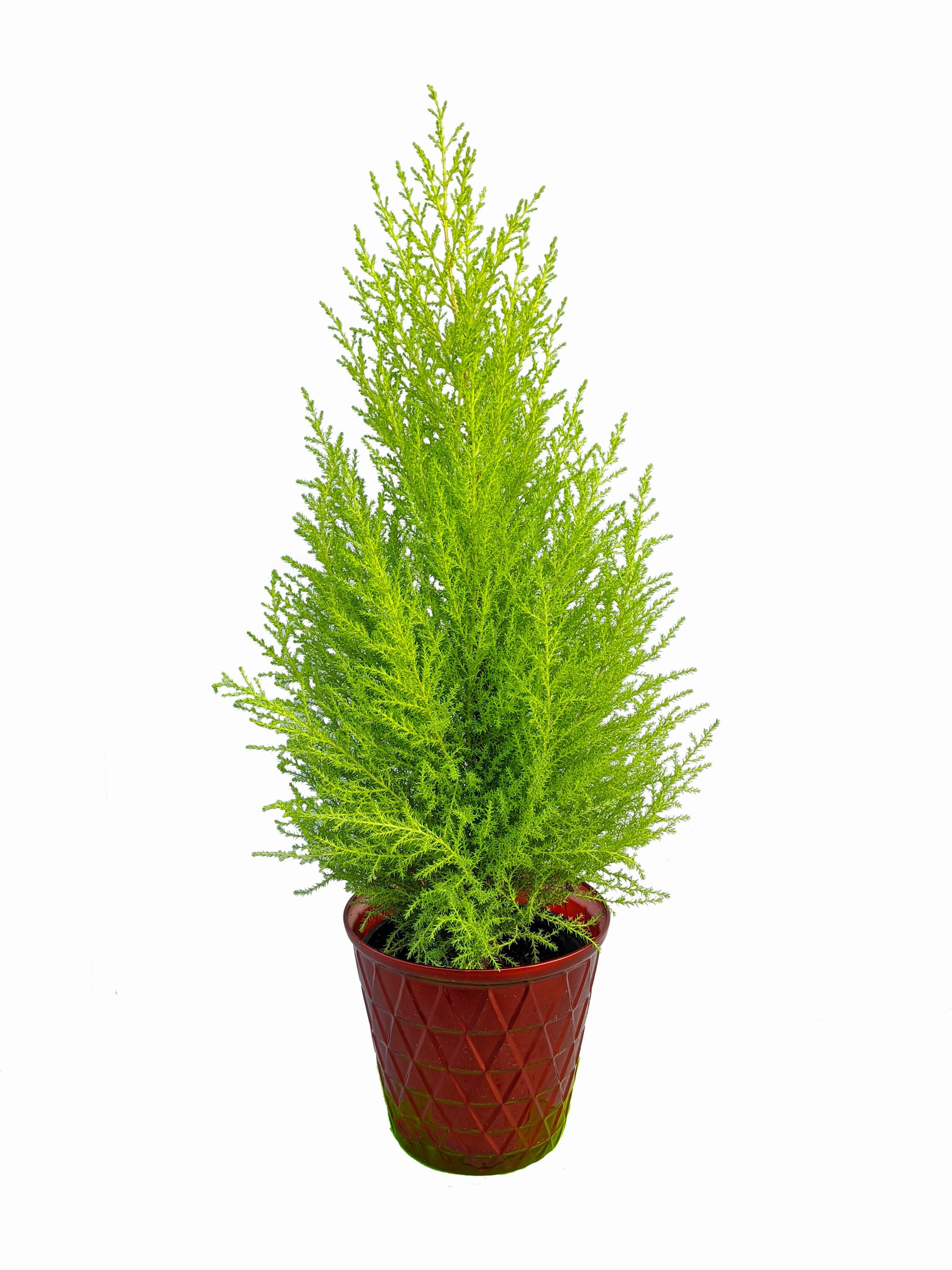Lowe's Lemon Cypress Plant in 2.5 -Quart Pot 2.0 -Pack | 2672 | Lowe's