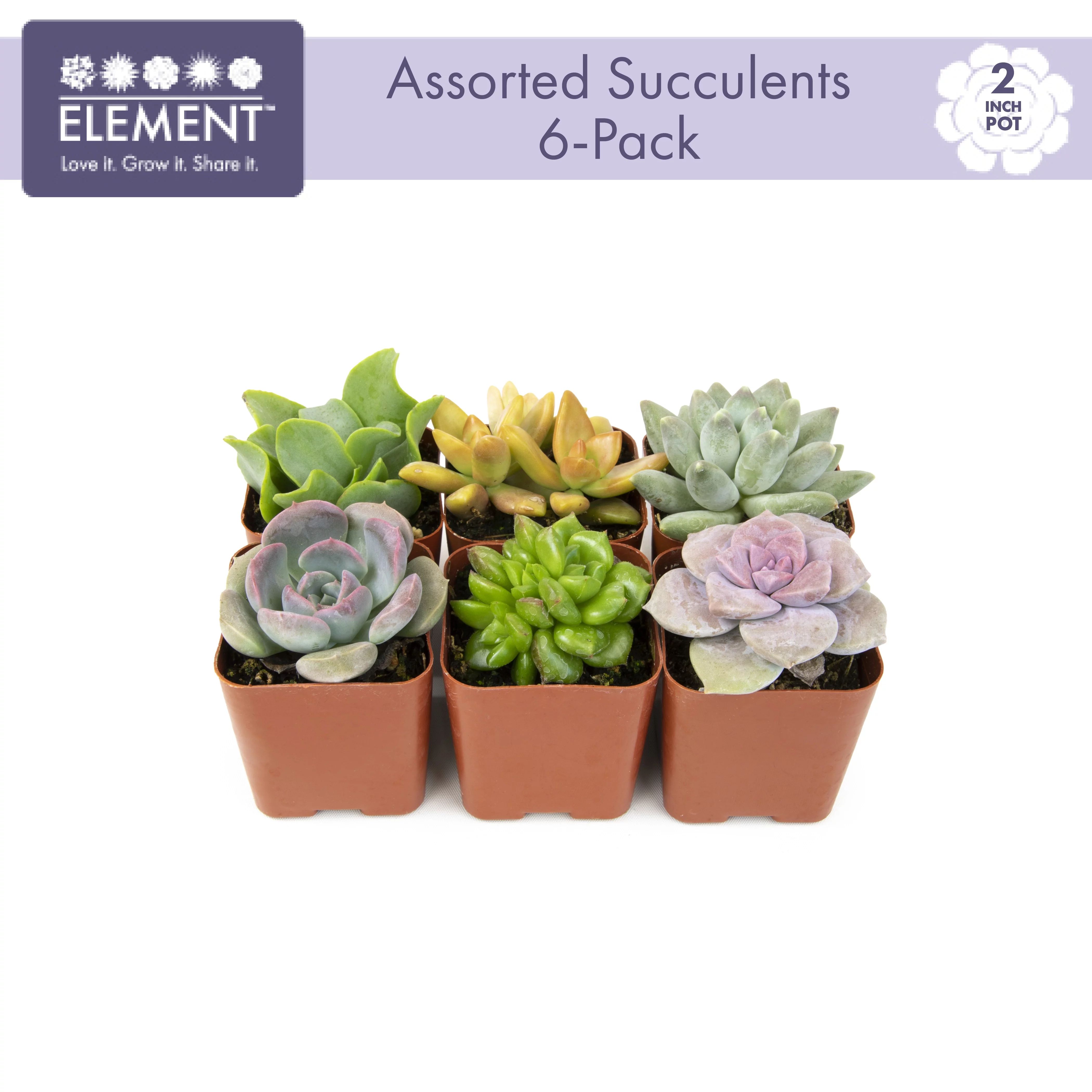 Element by Altman Plants Multicolor Succulent, Live Indoor House Plants with Grower Pots , 2 inch... | Walmart (US)