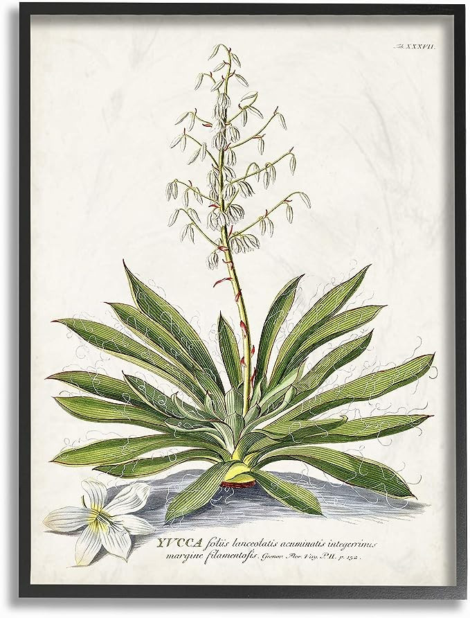 Stupell Industries Botanical Plant Illustration Ferns Vintage Design Black Framed Wall Art, Multi... | Amazon (US)