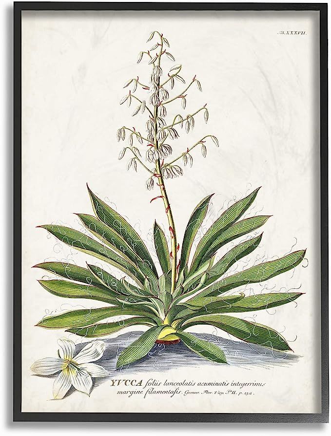 Stupell Industries Botanical Plant Illustration Ferns Vintage Black Framed Wall Art, 16 x 20, Des... | Amazon (US)