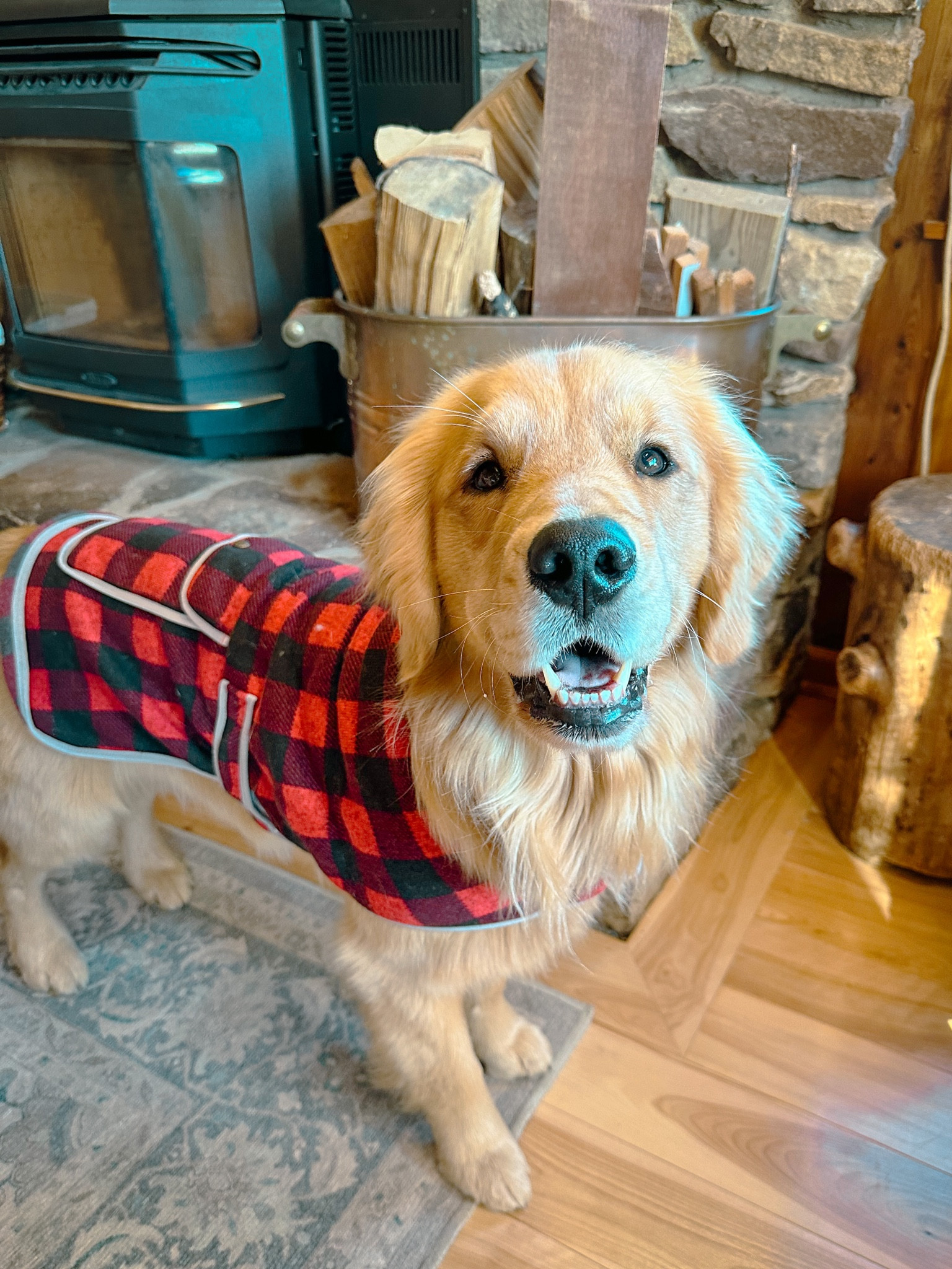 Holiday Jackets! 🐾

#LTKHoliday #LTKSeasonal #LTKstyletip