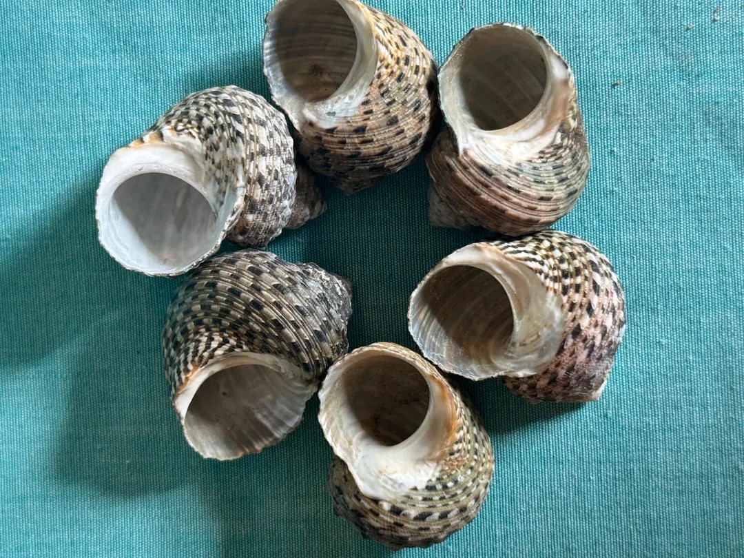 Mexican Turbos 7/8 - 1 Inch Opening - Etsy | Etsy (US)