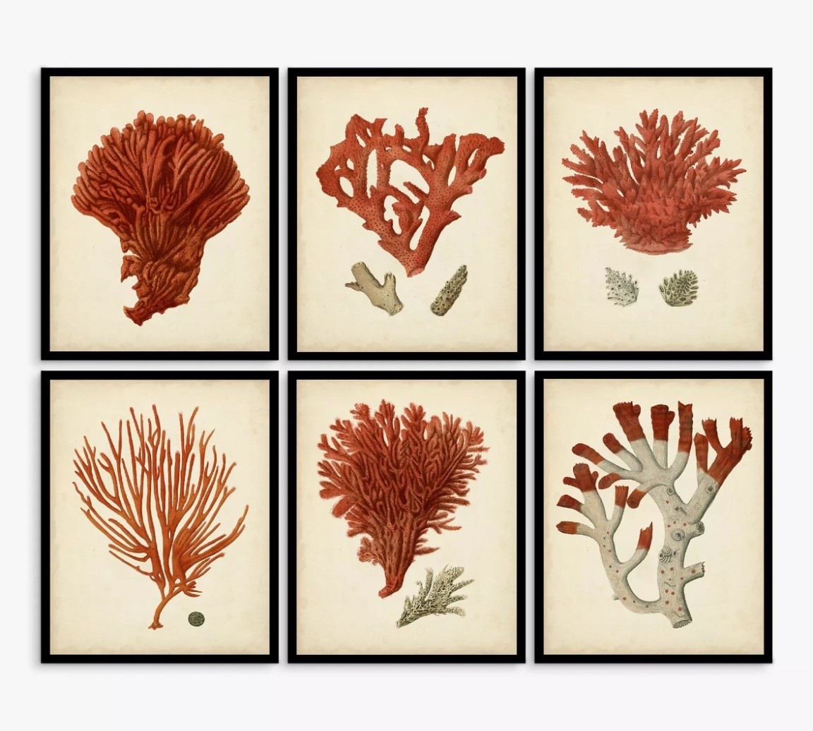 Fantastic set of 6 coral prints

#LTKautumn #LTKhome