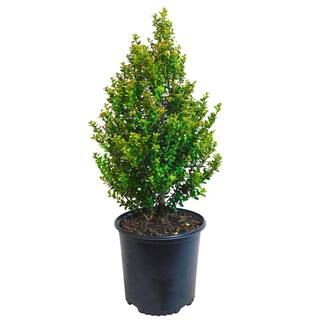 2.25 Gal. Steeds Upright Japanese Holly Plant with Dark Green Foliage 14827 | The Home Depot